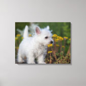 Niedliche Kleintiere | West Highland White Terrier Leinwanddruck (Vorderseite)