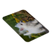 Niedliche Kleintiere | West Highland White Terrier Magnet (Rechte Seite)