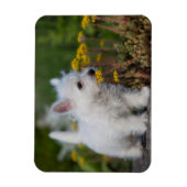 Niedliche Kleintiere | West Highland White Terrier Magnet (Vertikal)