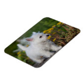 Niedliche Kleintiere | West Highland White Terrier Magnet (Linke Seite)