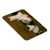 Niedliche Kleintiere | West Highland White Terrier Magnet (Rechte Seite)