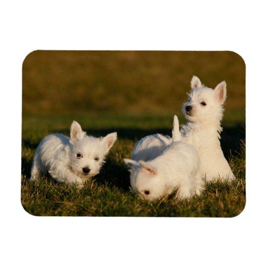 Niedliche Kleintiere | West Highland White Terrier Magnet (Horizontal)