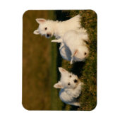 Niedliche Kleintiere | West Highland White Terrier Magnet (Vertikal)