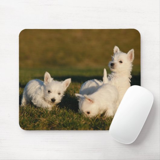 Niedliche Kleintiere | West Highland White Terrier Mousepad (Mit Mouse)