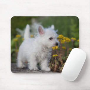 Niedliche Kleintiere   West Highland White Terrier Mousepad
