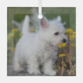 Niedliche Kleintiere | West Highland White Terrier Ornament Aus Glas (Vorderseite)
