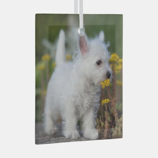 Niedliche Kleintiere | West Highland White Terrier Ornament Aus Glas (Vorderseite Rechts)
