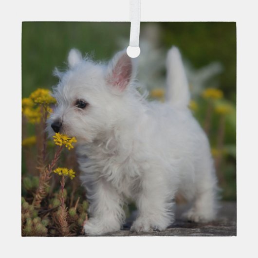 Niedliche Kleintiere | West Highland White Terrier Ornament Aus Glas (Rückseite)