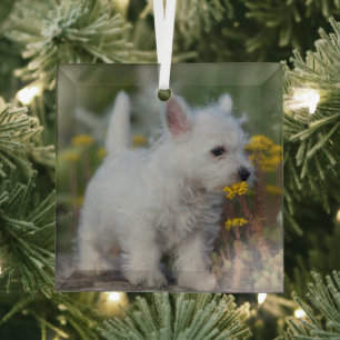 Niedliche Kleintiere   West Highland White Terrier Ornament Aus Glas