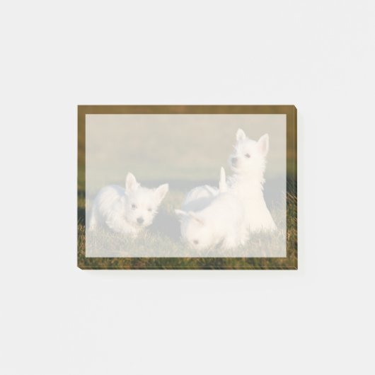 Niedliche Kleintiere | West Highland White Terrier Post-it Klebezettel (Vorderseite)