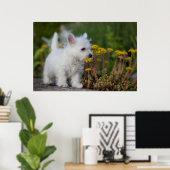 Niedliche Kleintiere | West Highland White Terrier Poster (Heimbüro)