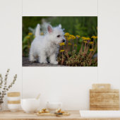Niedliche Kleintiere | West Highland White Terrier Poster (Küche)