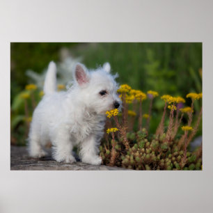 Niedliche Kleintiere   West Highland White Terrier Poster