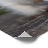 Niedliche Kleintiere | West Highland White Terrier Poster (Ecke)