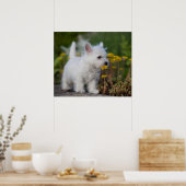 Niedliche Kleintiere | West Highland White Terrier Poster (Küche)