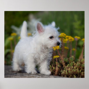 Niedliche Kleintiere   West Highland White Terrier Poster
