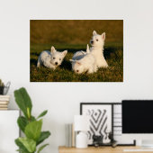 Niedliche Kleintiere | West Highland White Terrier Poster (Heimbüro)