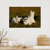 Niedliche Kleintiere | West Highland White Terrier Poster (Küche)