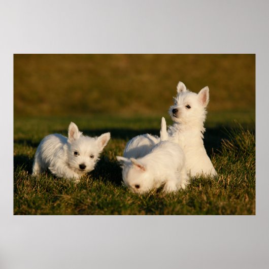 Niedliche Kleintiere | West Highland White Terrier Poster (Vorne)