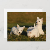 Niedliche Kleintiere | West Highland White Terrier Postkarte (Vorne/Hinten)