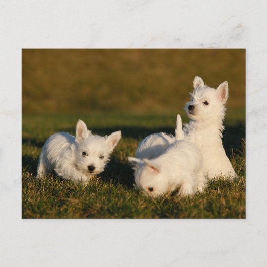 Niedliche Kleintiere | West Highland White Terrier Postkarte (Vorderseite)