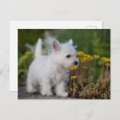 Niedliche Kleintiere | West Highland White Terrier Postkarte (Vorne/Hinten)