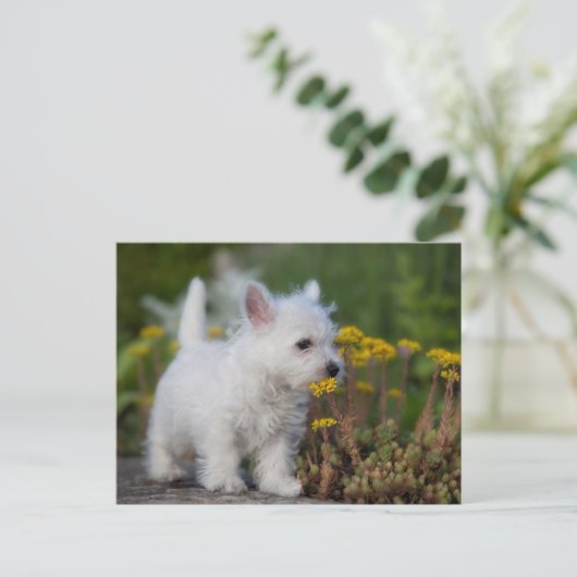 Niedliche Kleintiere | West Highland White Terrier Postkarte (Stehend Vorderseite)