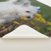 Niedliche Kleintiere | West Highland White Terrier Sherpadecke (3/4)