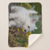 Niedliche Kleintiere | West Highland White Terrier Sherpadecke (Vorderseite)