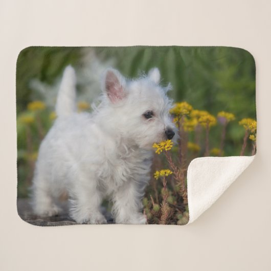 Niedliche Kleintiere | West Highland White Terrier Sherpadecke (Vorderseite (Horizontal))