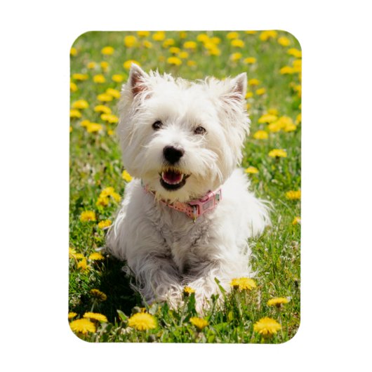 Niedliche Kleintiere | Westie Hund in Lüstern Magnet (Vertikal)