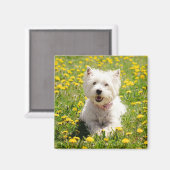 Niedliche Kleintiere | Westie Hund in Lüstern Magnet (Vorderseite/Rückseite)