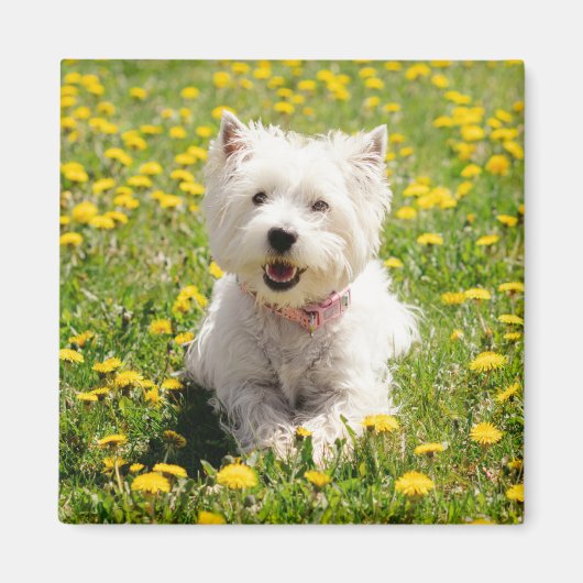 Niedliche Kleintiere | Westie Hund in Lüstern Magnet (Vorne)