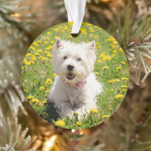 Niedliche Kleintiere Westie Hund in Lüstern Ornament