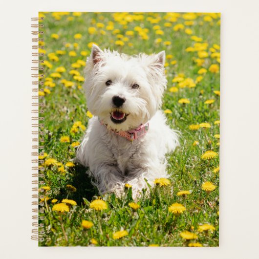 Niedliche Kleintiere | Westie Hund in Lüstern Planer (Vorderseite)