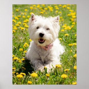Niedliche Kleintiere   Westie Hund in Lüstern Poster