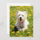 Niedliche Kleintiere | Westie Hund in Lüstern Postkarte (Vorne/Hinten)