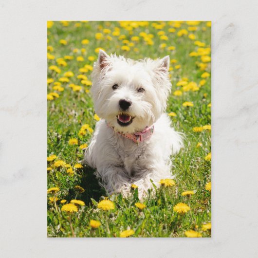 Niedliche Kleintiere | Westie Hund in Lüstern Postkarte (Vorderseite)