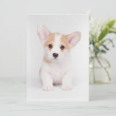 Niedliche Kleintiere | White Corgi Puppy Dankeskarte (Stehend Vorderseite)
