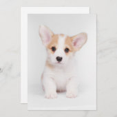 Niedliche Kleintiere | White Corgi Puppy Dankeskarte (Vorne/Hinten)