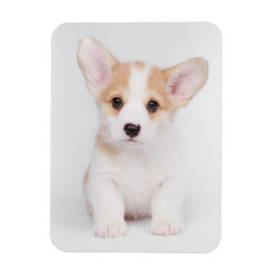 Niedliche Kleintiere   White Corgi Puppy Magnet