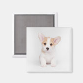 Niedliche Kleintiere | White Corgi Puppy Magnet (Vorderseite/Rückseite)