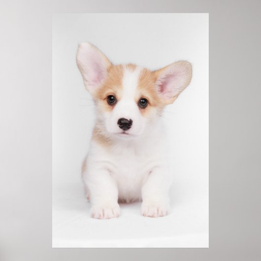 Niedliche Kleintiere | White Corgi Puppy Poster (Vorne)