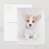 Niedliche Kleintiere | White Corgi Puppy Postkarte (Vorne/Hinten)