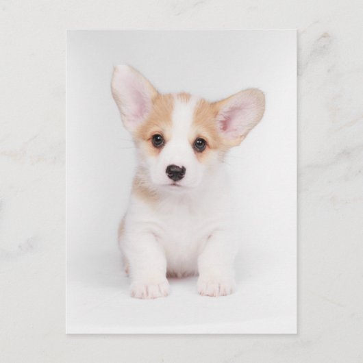Niedliche Kleintiere | White Corgi Puppy Postkarte (Vorderseite)