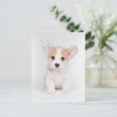 Niedliche Kleintiere | White Corgi Puppy Postkarte (Stehend Vorderseite)