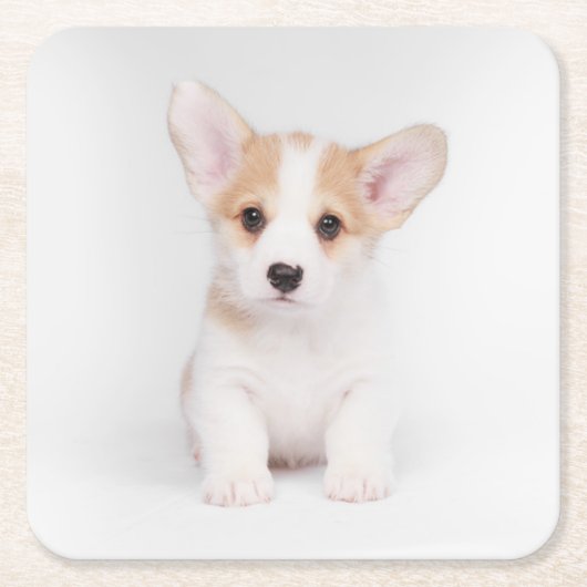Niedliche Kleintiere | White Corgi Puppy Rechteckiger Pappuntersetzer (Vorderseite)