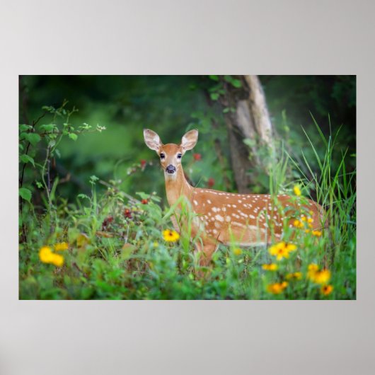 Niedliche Kleintiere | White Tails Deer in Daisies Poster (Vorne)