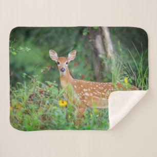 Niedliche Kleintiere White Tails Deer in Daisies Sherpadecke