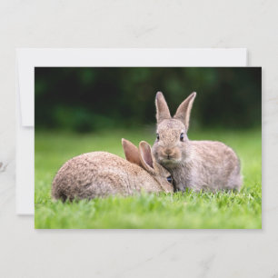 Niedliche Kleintiere Wilde Bunny Rabbits Dankeskarte